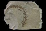 Dawn Redwood (Metasequoia) Fossil - Montana #153704-1